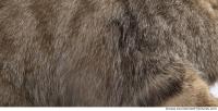 animal skin fur cat 0005